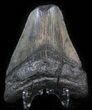 Partial, Megalodon Tooth #41810-2